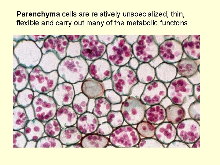 Parenchyma cells are relatively unspecialized, thin, flexible and carry out many of the metabolic