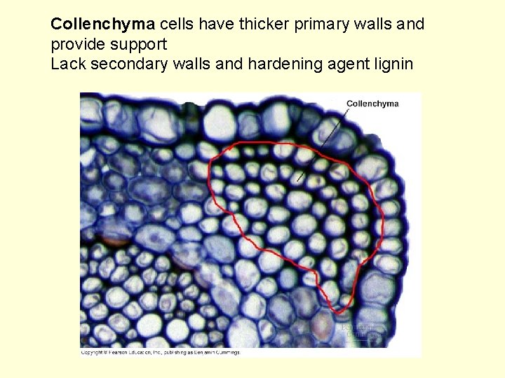 Collenchyma cells have thicker primary walls and provide support Lack secondary walls and hardening