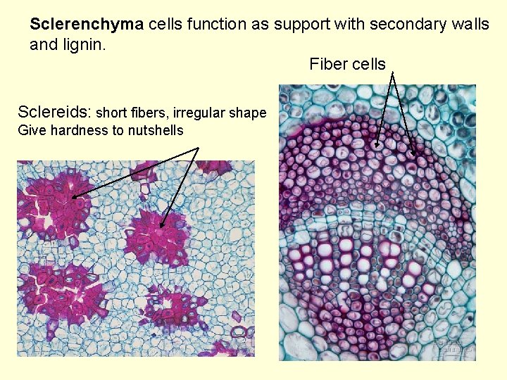 Sclerenchyma cells function as support with secondary walls and lignin. Fiber cells Sclereids: short