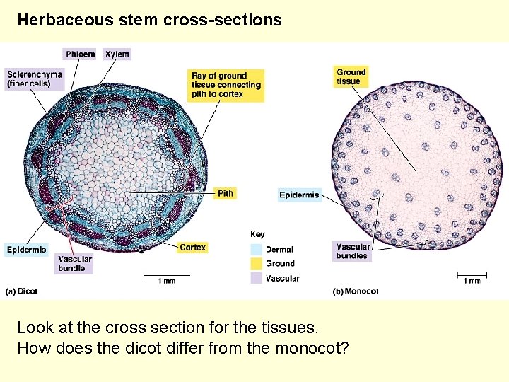 Herbaceous stem cross-sections Look at the cross section for the tissues. How does the