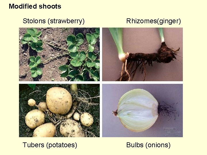 Modified shoots Stolons (strawberry) Rhizomes(ginger) Tubers (potatoes) Bulbs (onions) 