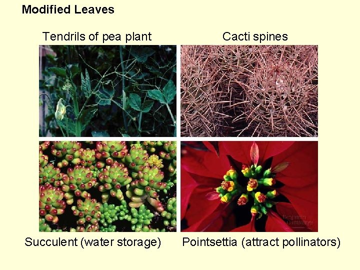 Modified Leaves Tendrils of pea plant Succulent (water storage) Cacti spines Pointsettia (attract pollinators)