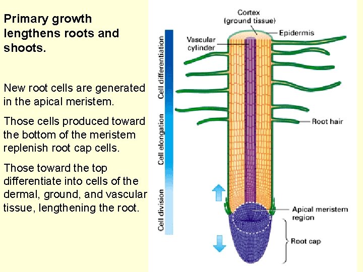 Primary growth lengthens roots and shoots. New root cells are generated in the apical