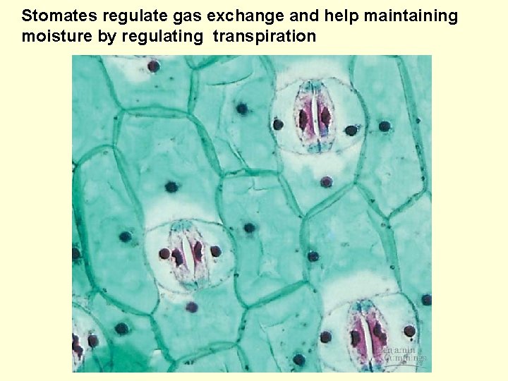 Stomates regulate gas exchange and help maintaining moisture by regulating transpiration 