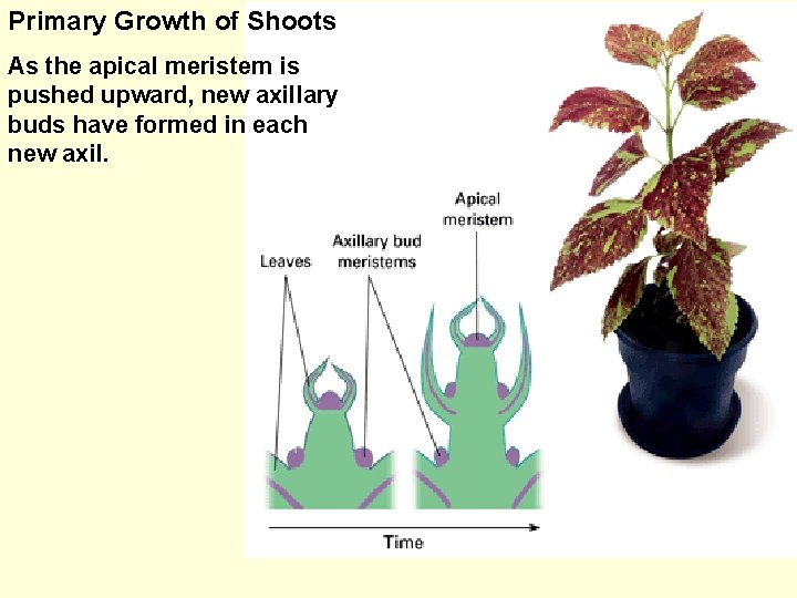 Primary Growth of Shoots As the apical meristem is pushed upward, new axillary buds