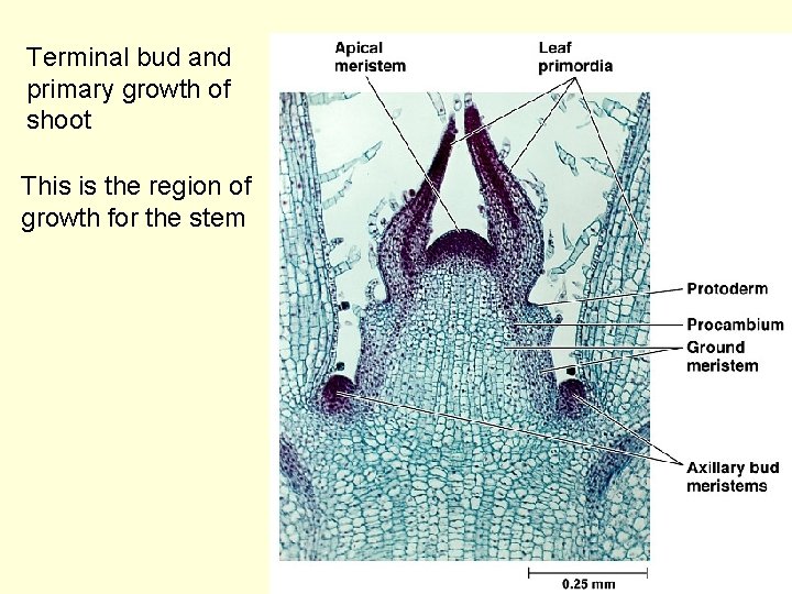 Terminal bud and primary growth of shoot This is the region of growth for