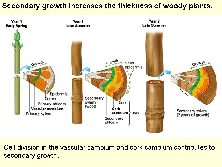 Secondary growth increases the thickness of woody plants. Cell division in the vascular cambium