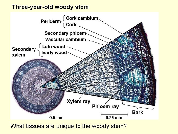 Three-year-old woody stem What tissues are unique to the woody stem? 