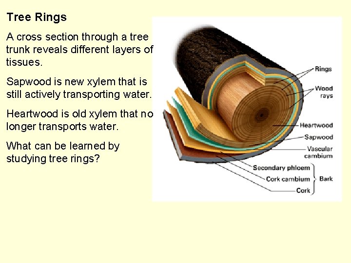 Tree Rings A cross section through a tree trunk reveals different layers of tissues.