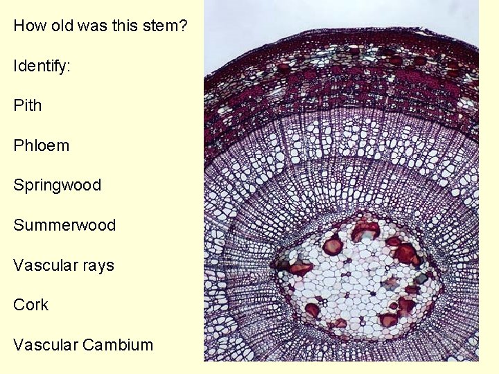 How old was this stem? Identify: Pith Phloem Springwood Summerwood Vascular rays Cork Vascular