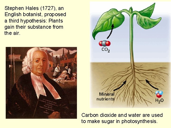 Stephen Hales (1727), an English botanist, proposed a third hypothesis: Plants gain their substance