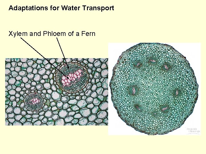 Adaptations for Water Transport Xylem and Phloem of a Fern 