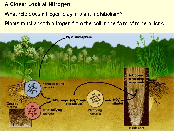 A Closer Look at Nitrogen What role does nitrogen play in plant metabolism? Plants