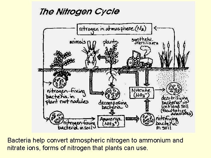 Bacteria help convert atmospheric nitrogen to ammonium and nitrate ions, forms of nitrogen that