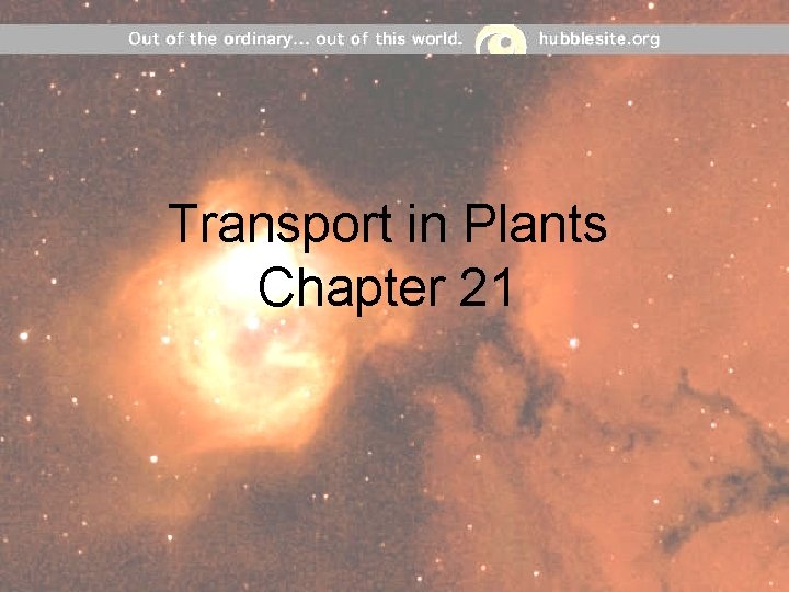 Transport in Plants Chapter 21 