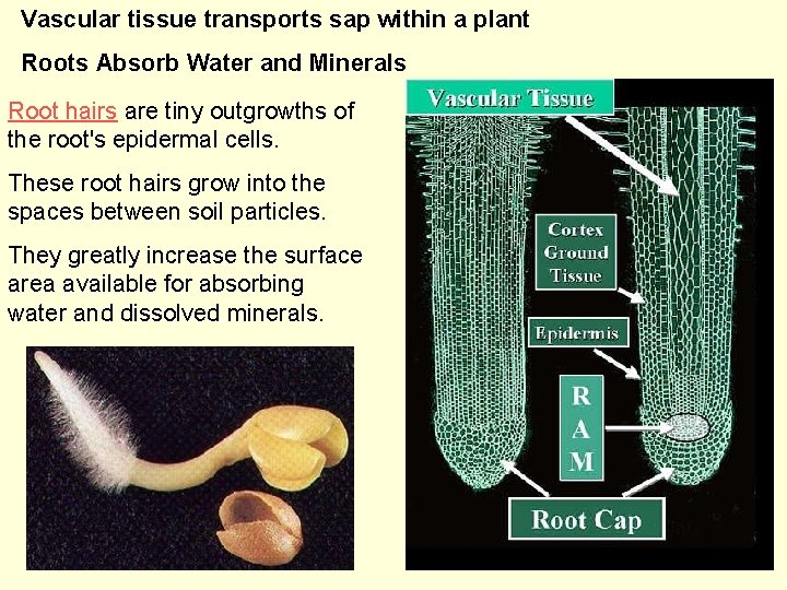 Vascular tissue transports sap within a plant Roots Absorb Water and Minerals Root hairs