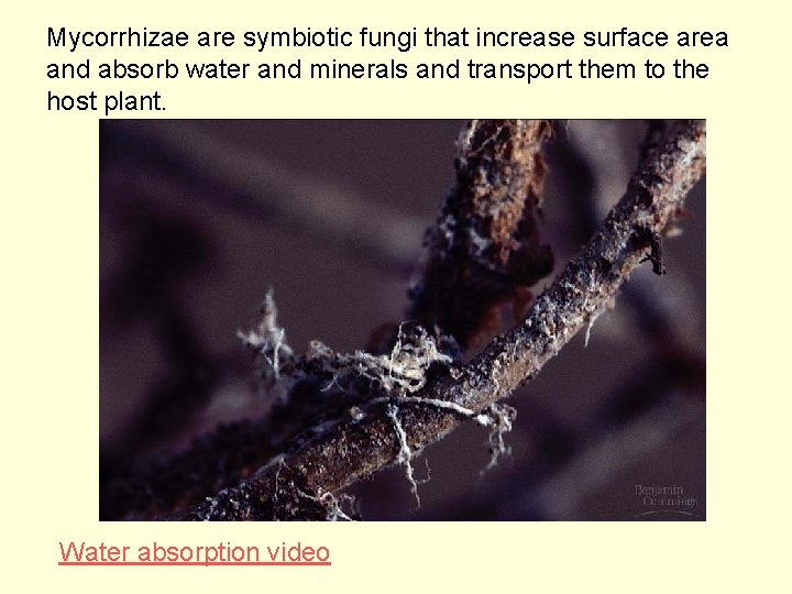 Mycorrhizae are symbiotic fungi that increase surface area and absorb water and minerals and