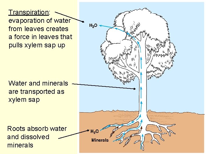 Transpiration: evaporation of water from leaves creates a force in leaves that pulls xylem