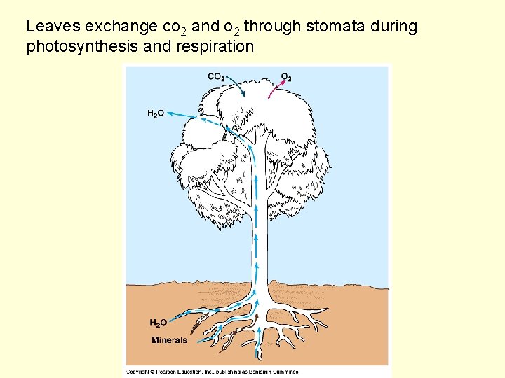 Leaves exchange co 2 and o 2 through stomata during photosynthesis and respiration 