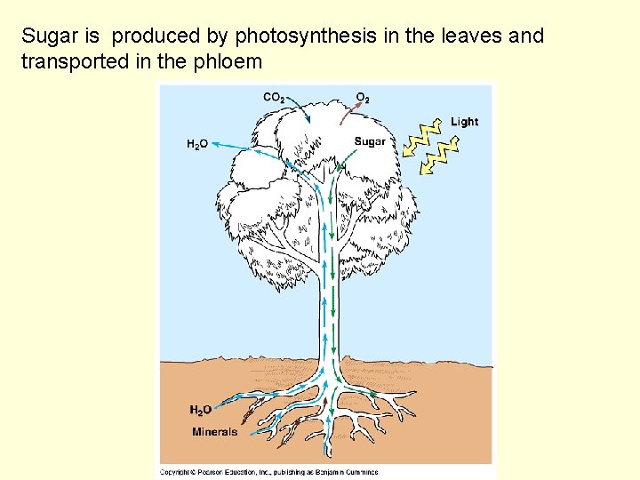 Sugar is produced by photosynthesis in the leaves and transported in the phloem 