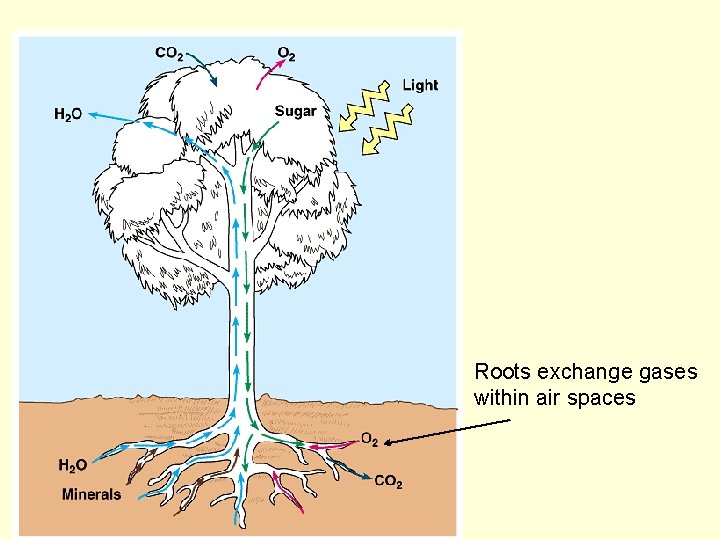 Roots exchange gases within air spaces 