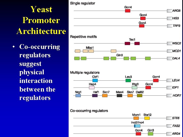 Yeast Promoter Architecture • Co-occurring regulators suggest physical interaction between the regulators 11 Yeast Promoter Architecture • Co-occurring regulators suggest physical interaction between the regulators 11