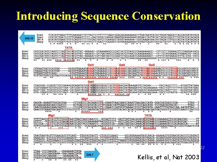Introducing Sequence Conservation 12 Kellis, et al, Nat 2003 Introducing Sequence Conservation 12 Kellis, et al, Nat 2003