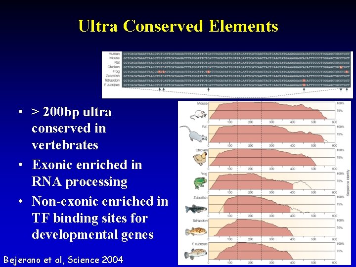 Ultra Conserved Elements • > 200 bp ultra conserved in vertebrates • Exonic enriched Ultra Conserved Elements • > 200 bp ultra conserved in vertebrates • Exonic enriched