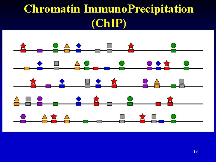 Chromatin Immuno. Precipitation (Ch. IP) 19 Chromatin Immuno. Precipitation (Ch. IP) 19