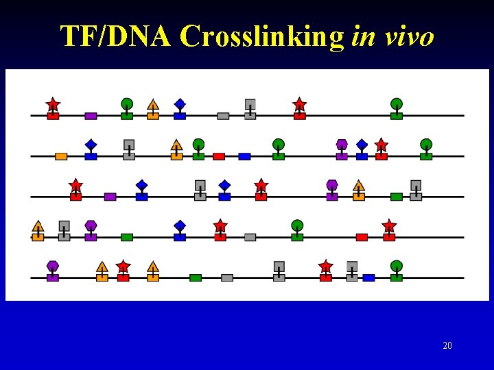 TF/DNA Crosslinking in vivo 20 TF/DNA Crosslinking in vivo 20