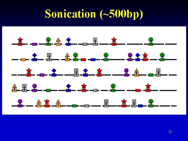 Sonication (~500 bp) 21 Sonication (~500 bp) 21