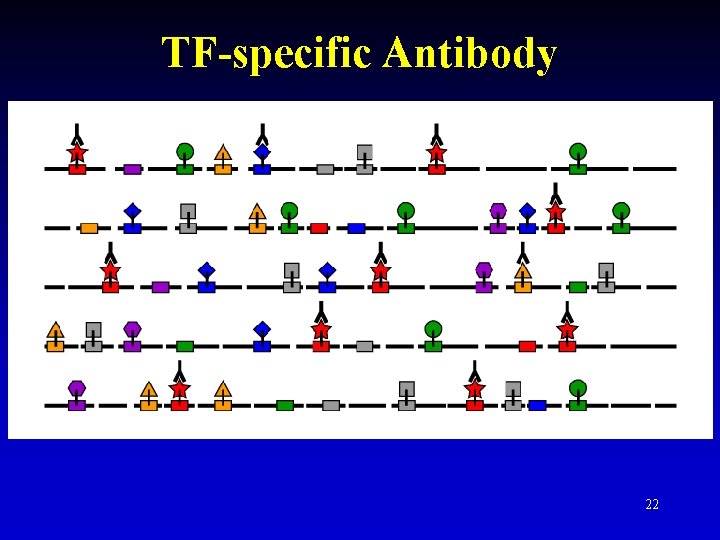 TF-specific Antibody 22 TF-specific Antibody 22