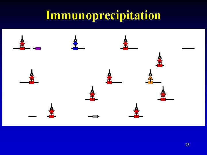 Immunoprecipitation 23 Immunoprecipitation 23