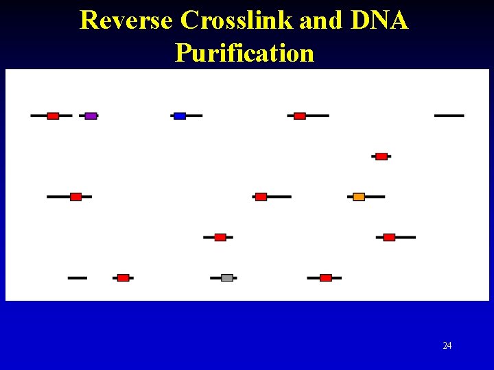 Reverse Crosslink and DNA Purification 24 Reverse Crosslink and DNA Purification 24