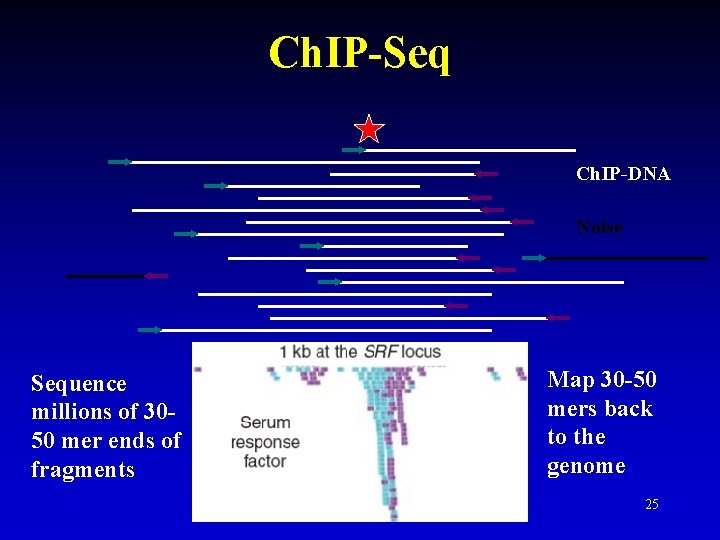 Ch. IP-Seq Ch. IP-DNA Noise Sequence millions of 3050 mer ends of fragments Map Ch. IP-Seq Ch. IP-DNA Noise Sequence millions of 3050 mer ends of fragments Map