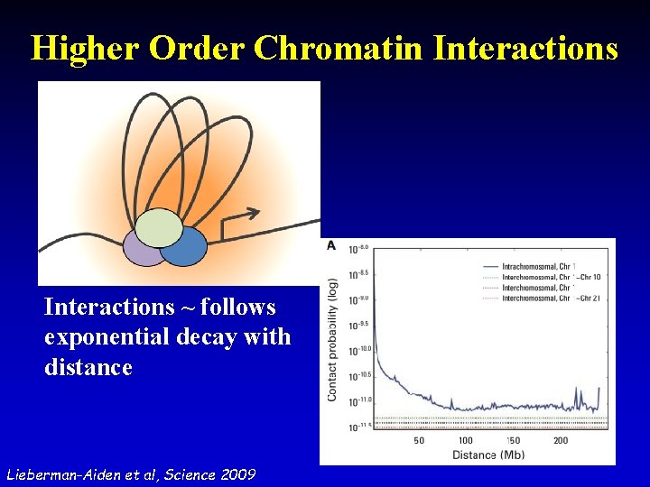Higher Order Chromatin Interactions ~ follows exponential decay with distance Lieberman-Aiden et al, Science Higher Order Chromatin Interactions ~ follows exponential decay with distance Lieberman-Aiden et al, Science