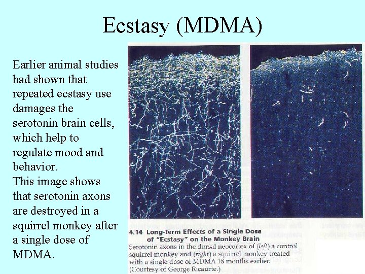 Ecstasy (MDMA) Earlier animal studies had shown that repeated ecstasy use damages the serotonin