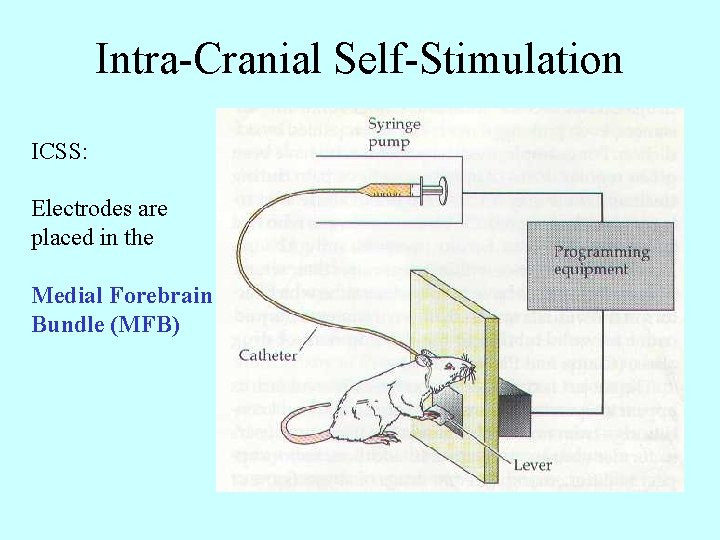 Intra-Cranial Self-Stimulation ICSS: Electrodes are placed in the Medial Forebrain Bundle (MFB) 