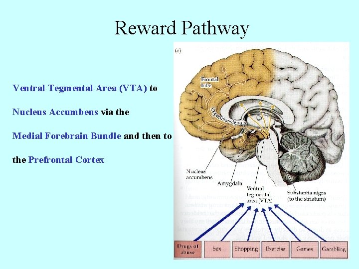 Reward Pathway Ventral Tegmental Area (VTA) to Nucleus Accumbens via the Medial Forebrain Bundle