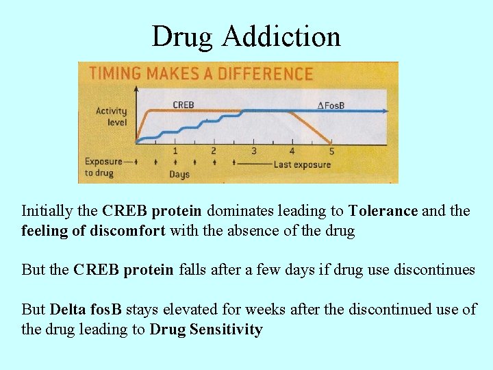 Drug Addiction Initially the CREB protein dominates leading to Tolerance and the feeling of