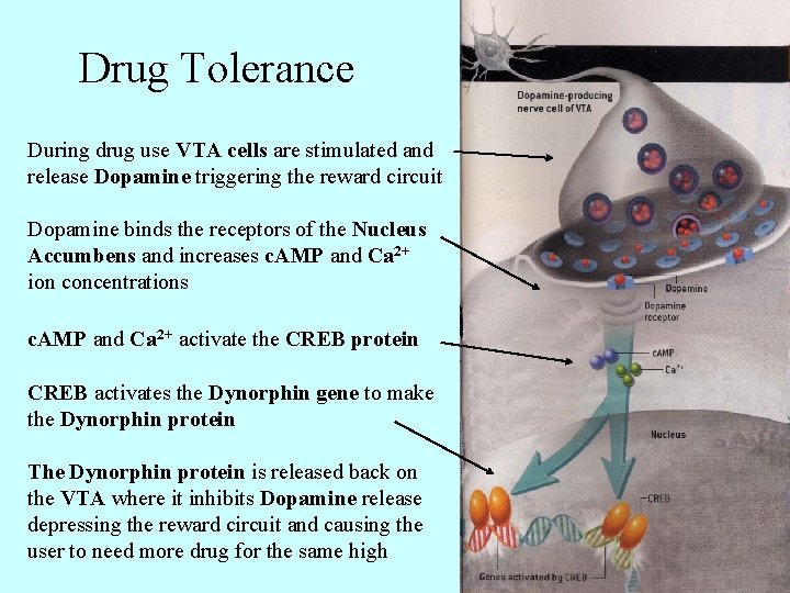 Drug Tolerance During drug use VTA cells are stimulated and release Dopamine triggering the