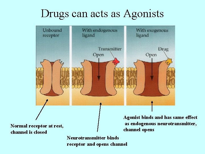 Drugs can acts as Agonists Normal receptor at rest, channel is closed Agonist binds