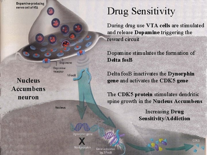 Drug Sensitivity Neurobiology of Drug Addiction During drug use VTA cells are stimulated and