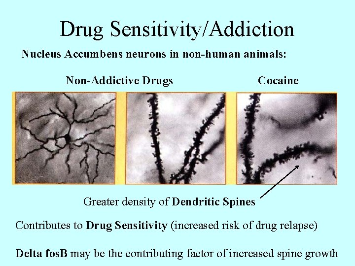 Drug Sensitivity/Addiction Nucleus Accumbens neurons in non-human animals: Non-Addictive Drugs Cocaine Greater density of