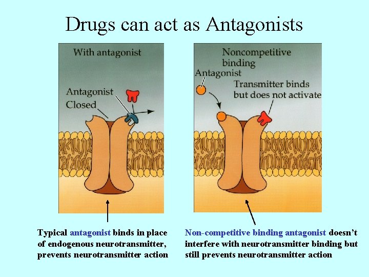 Drugs can act as Antagonists Typical antagonist binds in place of endogenous neurotransmitter, prevents