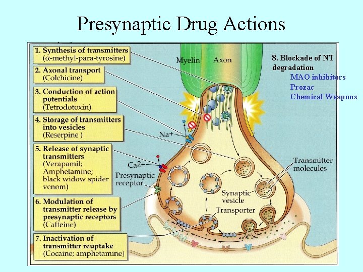 Presynaptic Drug Actions 8. Blockade of NT degradation MAO inhibitors Prozac Chemical Weapons 