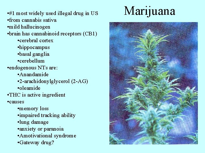  • #1 most widely used illegal drug in US • from cannabis sativa