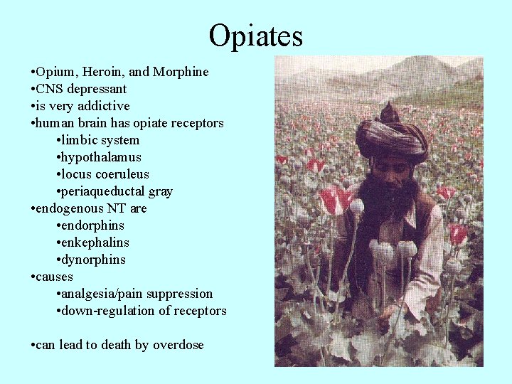 Opiates • Opium, Heroin, and Morphine • CNS depressant • is very addictive •