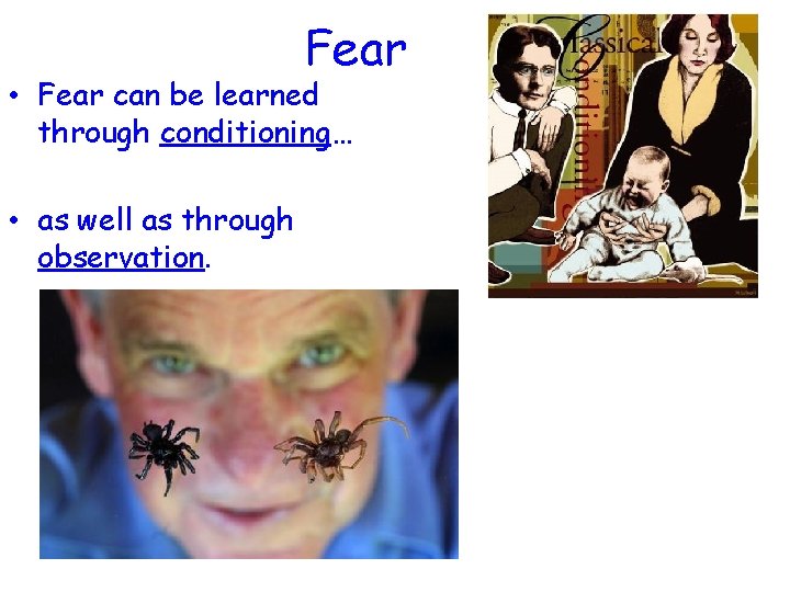 Fear • Fear can be learned through conditioning… • as well as through observation.