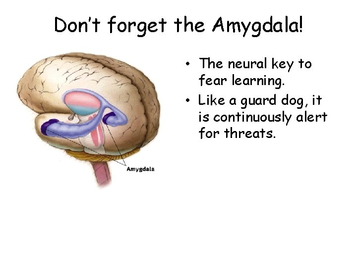 Don’t forget the Amygdala! • The neural key to fear learning. • Like a